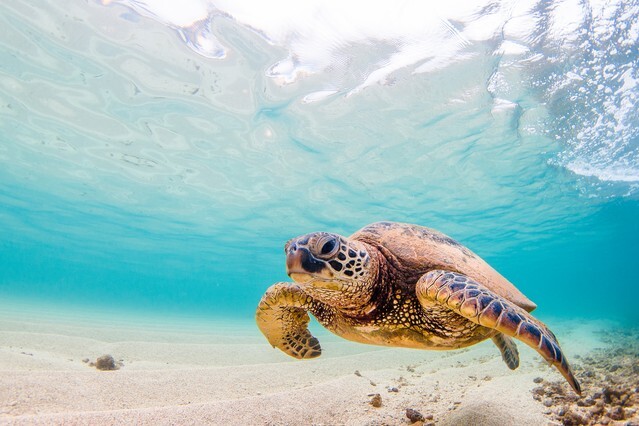 A Hawaiian Green Sea Turtle cruises in the warm waters of the Pacific Ocean